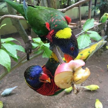 Wildlife Park Langkawi